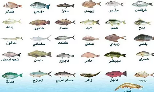 قائمة اسعار الاسماك اليوم في قطر